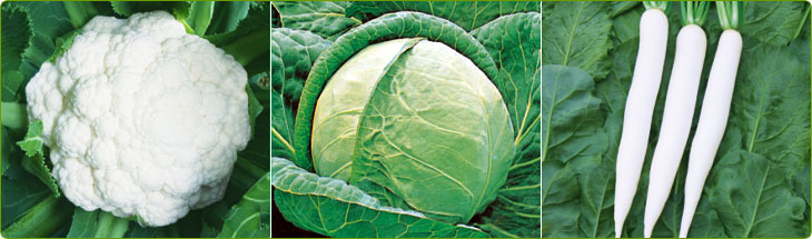 Ujjwal Products