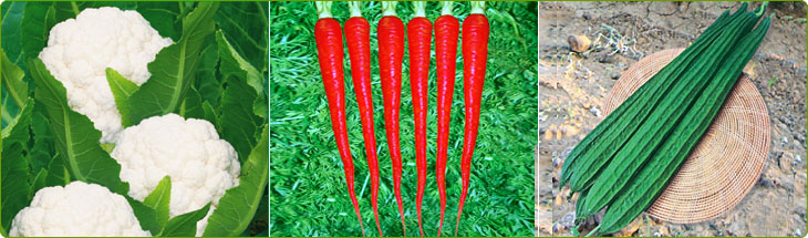 Ujjwal Products