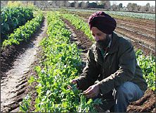 Farmer showing Bumper Production