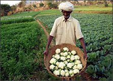 Farmer showing Bumper Production