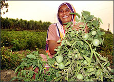 Farmer showing Bumper Production